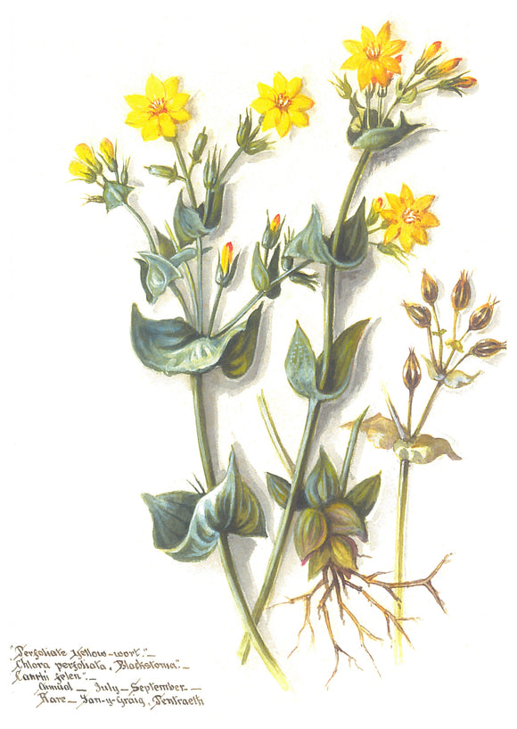 Massey Sisters Card - Perfoliate Yellow Wort