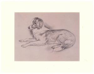 Tunnicliffe Print - Collie