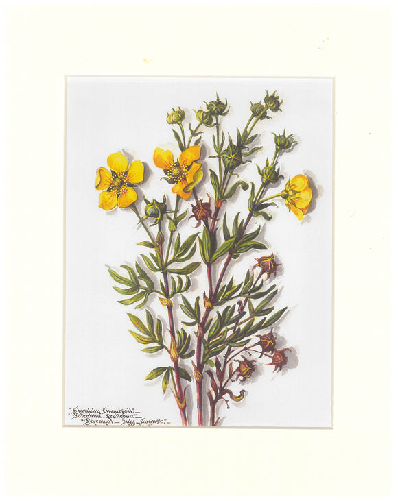 Massey Sisters Print - Shrubby Cinquefoil