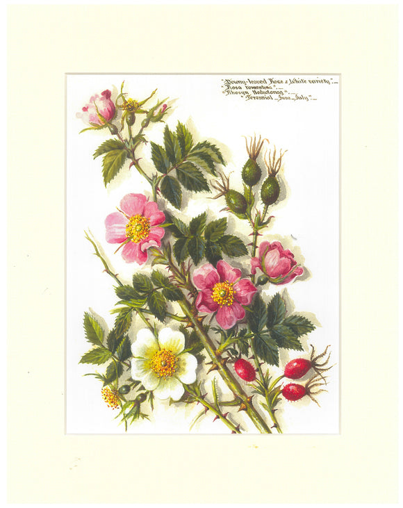 Massey Sisters Print - Downy Leaved Rose