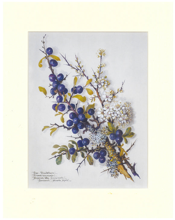 Massey Sisters Print - Blackthorn