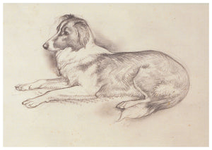 Tunnicliffe - Cerdyn Ci Defaid