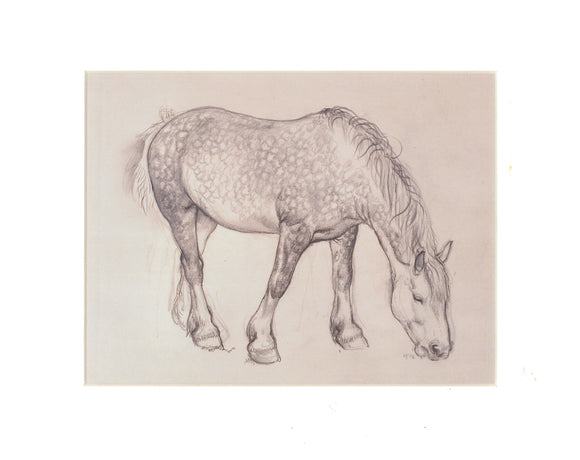 Tunnicliffe - Print - Ceffyl
