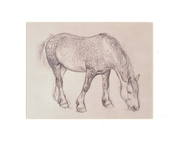 Tunnicliffe Print - Horse