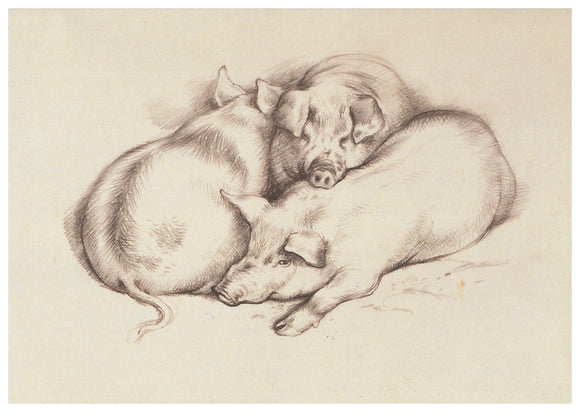 Tunnicliffe Card - Pigs