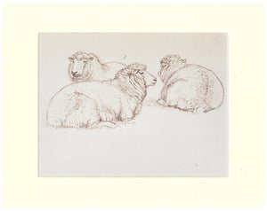 Tunnicliffe Print - Sheep