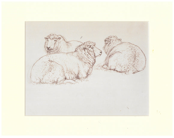 Tunnicliffe - Print - Defaid