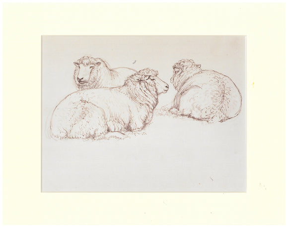 Tunnicliffe Print - Sheep