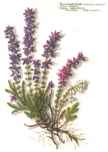 Massey Sisters Card - Fine Leaved Heath