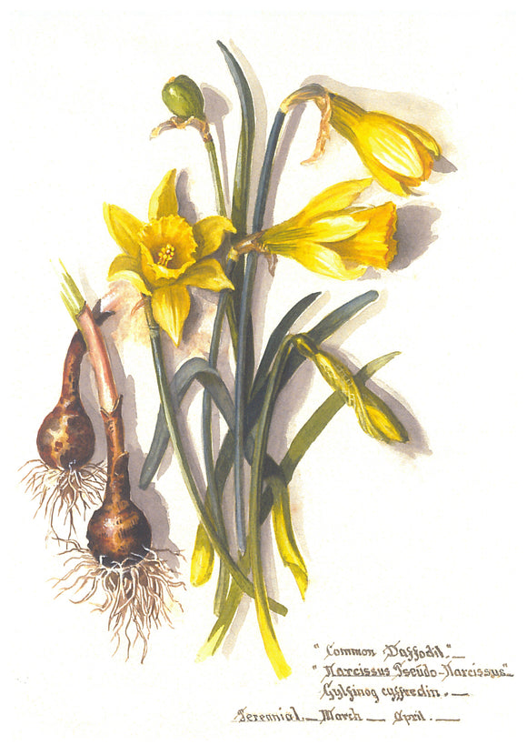 Massey Sisters Card - Daffodil