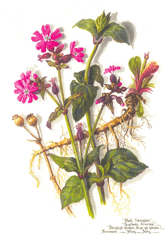 Massey Sisters - Red Campion Card